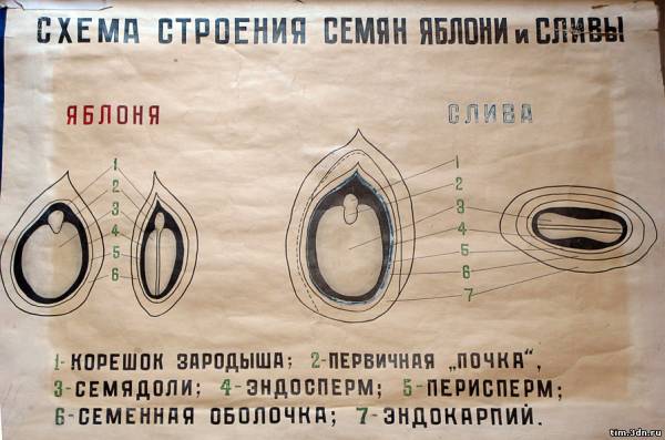 Рисунок строение семени яблони биология 6 Рисунок строение семени яблони биология 6